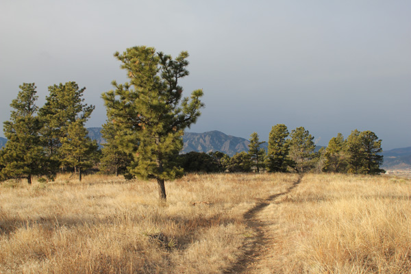 Looking down a trail towards evergreen trees and the flatiron mountains.